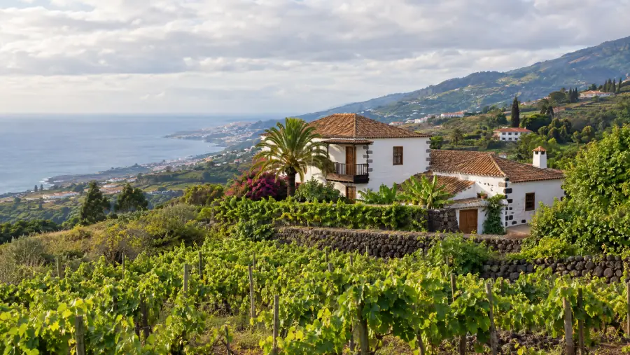 Viñedos y casas tradicionales canarias en Tacoronte, en el norte de Tenerife